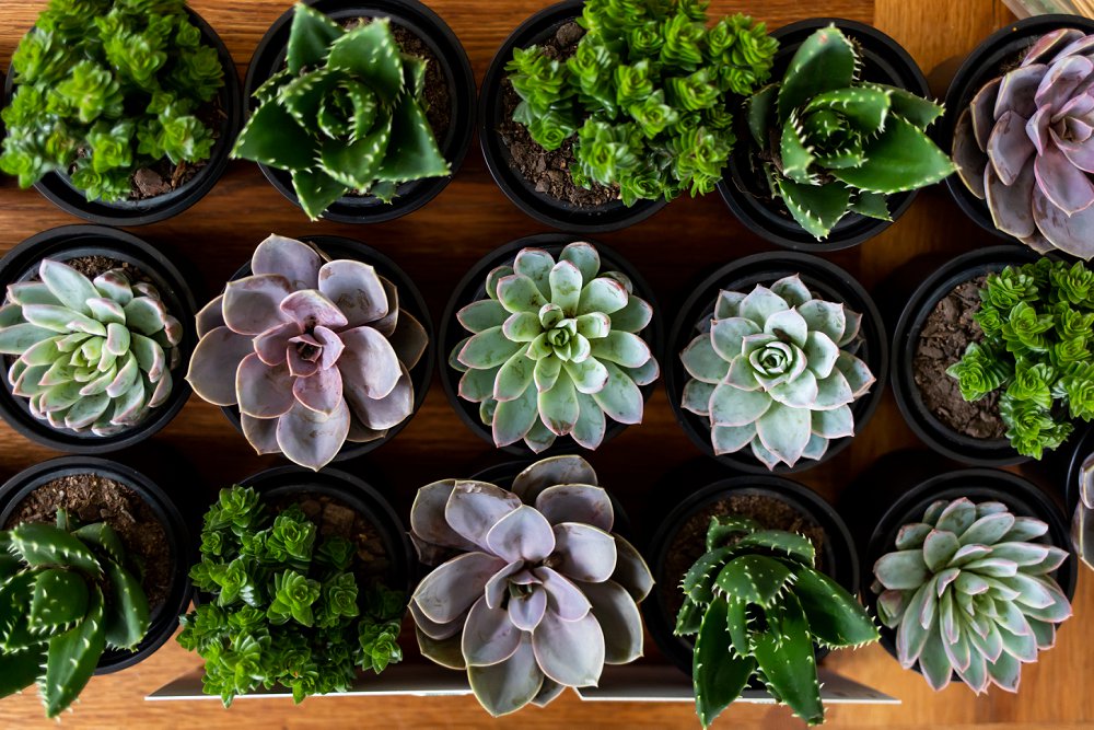 intimate beach wedding succulent gift favours