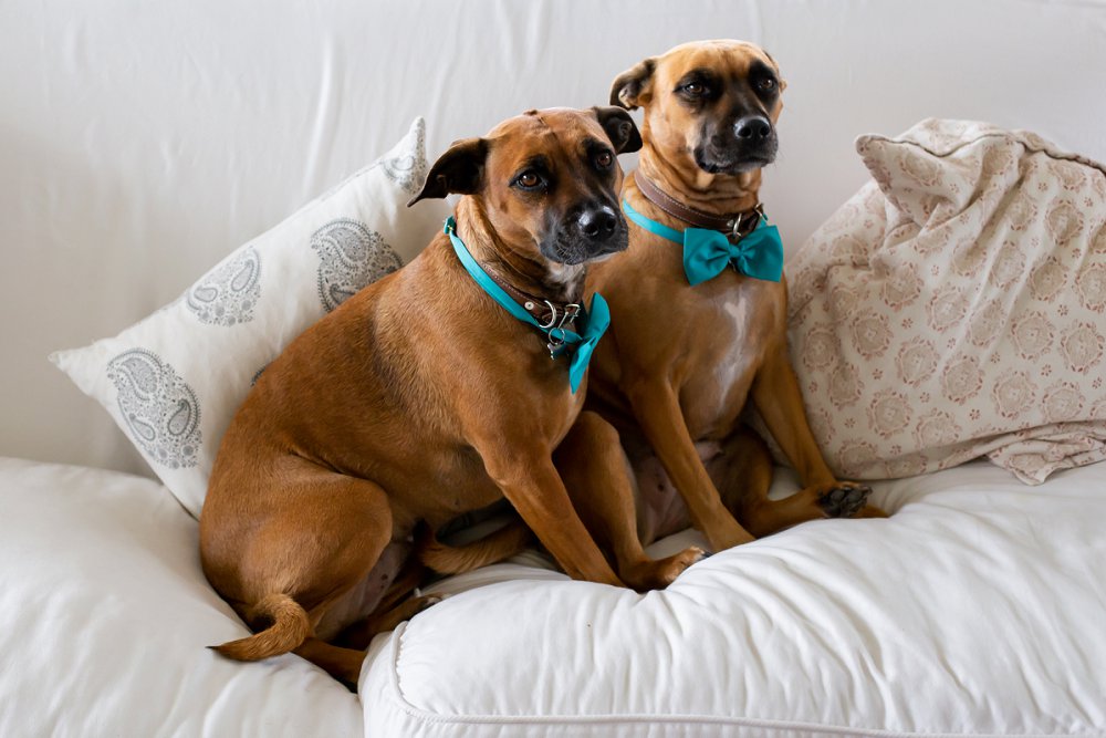 intimate beach wedding pets at weddings
